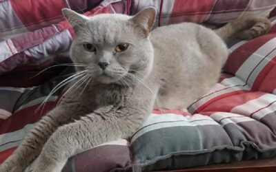 Norbert