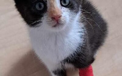 Mia