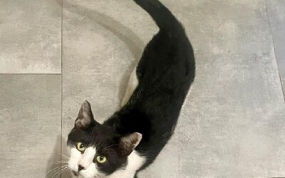 Pepino