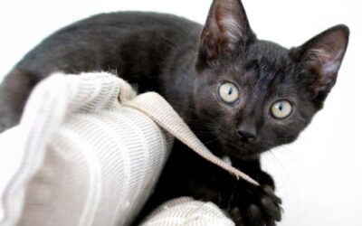 Štístková (Happy)