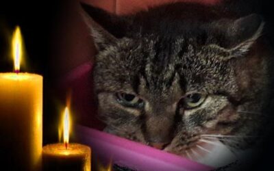 Tramp alias Kuliočko