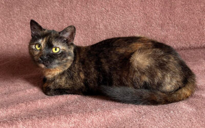 Tess – v léčení