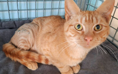 Fénix – v léčení