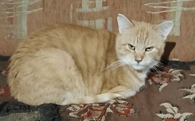 Oskar