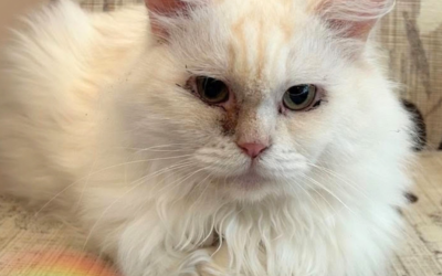 Raffael